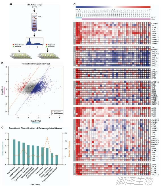 血细胞中Polysome profiling的分析研究