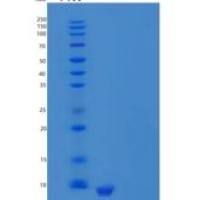人趋化因子12/CXC l12/SDF-1（19-93）重组蛋白