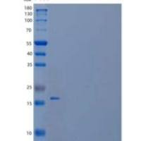 人干扰素α-1/13重组蛋白C-6His