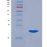 小鼠白介素22(IL22)重组蛋白
