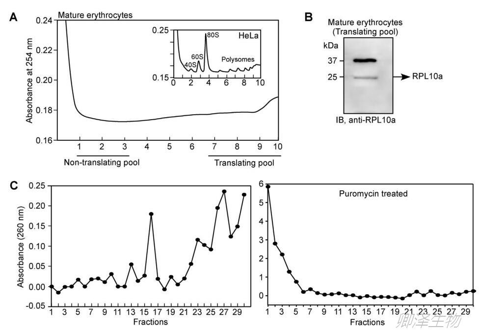 血细胞中Polysome profiling的分析研究