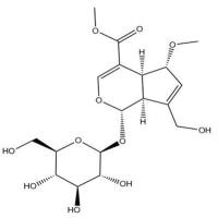 6-O-甲基鸡矢藤次苷甲酯655225-30-2
