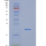 小鼠白介素13(IL13)重组蛋白