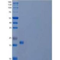 人干扰素α-6/IFNA6重组蛋白C-6His