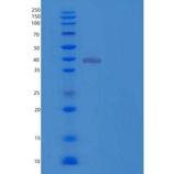 人TGOLN2/TGN38 Homolog/TGN46重组蛋白C-6His