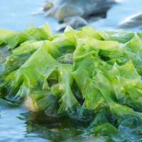 植物中游离氨基酸含量测定