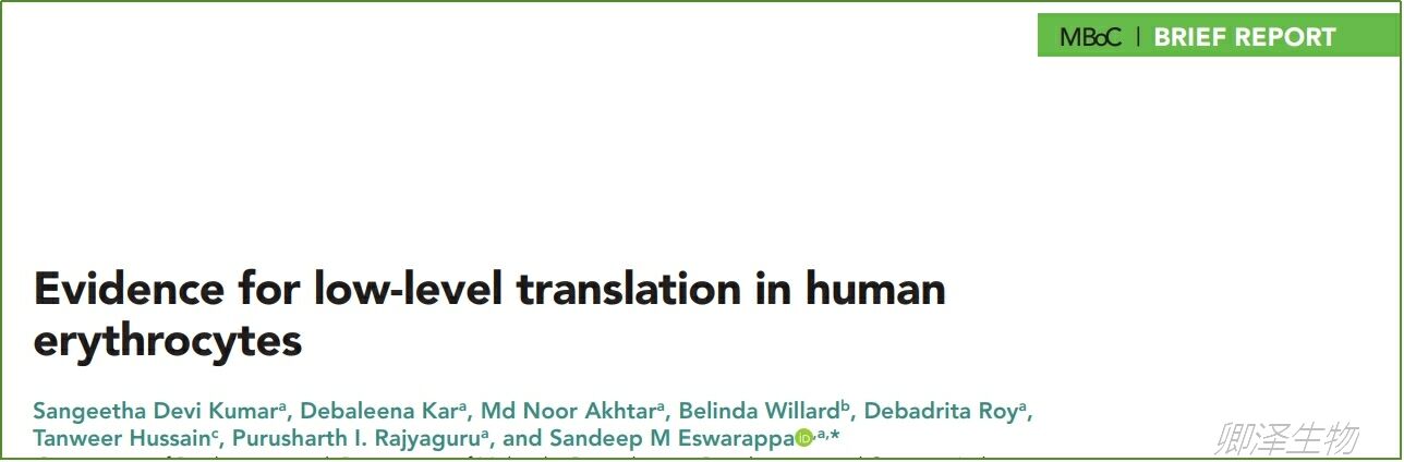 血细胞中Polysome profiling的分析研究