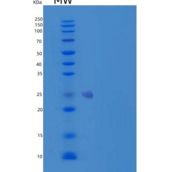 人高迁移率族框蛋白2(HMGB2)重组蛋白C-6His