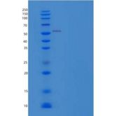 人造血谱系细胞特异性蛋白质/HCLS1重组蛋白C-6His