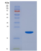 小鼠白介素22(IL22)重组蛋白