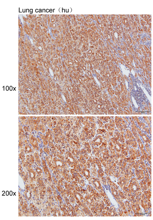 Anti-EPX Polyclonal Antibody