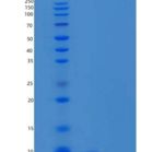 人C-X-C基序趋化因子12/CXCL12/SDF-1(22-89)重组蛋白
