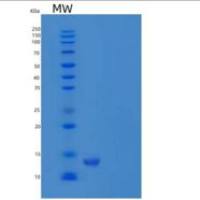 人神经营养因子3(NT3)重组蛋白