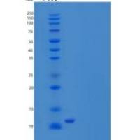 人转化生长因子β2(TGFb2)重组蛋白