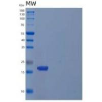 人细胞周期蛋白依赖激酶4抑制剂C/CDKN2C重组蛋白N-6His