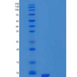 人Pancreatic Polypeptide/PPY重组蛋白C-6His
