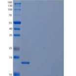人胱抑素C/CST3重组蛋白C-6His