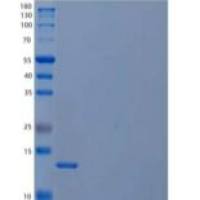 人胱抑素C/CST3重组蛋白C-6His