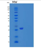 人Partner of Y14 and Mago/WIBG 