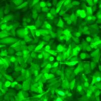 MFC-OVA过表达OVA的小鼠胃癌细胞