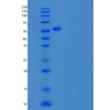 人PACSIN1/Syndapin-1重组蛋白C-6His