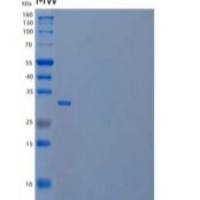 小鼠白介素12(IL12)重组蛋白