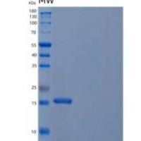 人胱抑素S/CST4重组蛋白C-6His