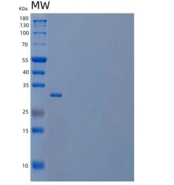 小鼠白介素12(IL12)重组蛋白