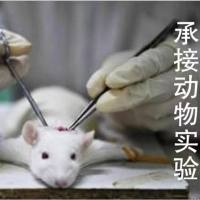 神经根型颈椎病动物模型