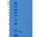 小鼠GM-CSF/CSF2重组蛋白