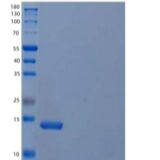 小鼠白介素21(IL21)重组蛋白N-6His