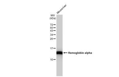 Hemoglobin alpha antibody [GT1