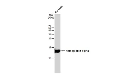 Hemoglobin alpha antibody [GT1