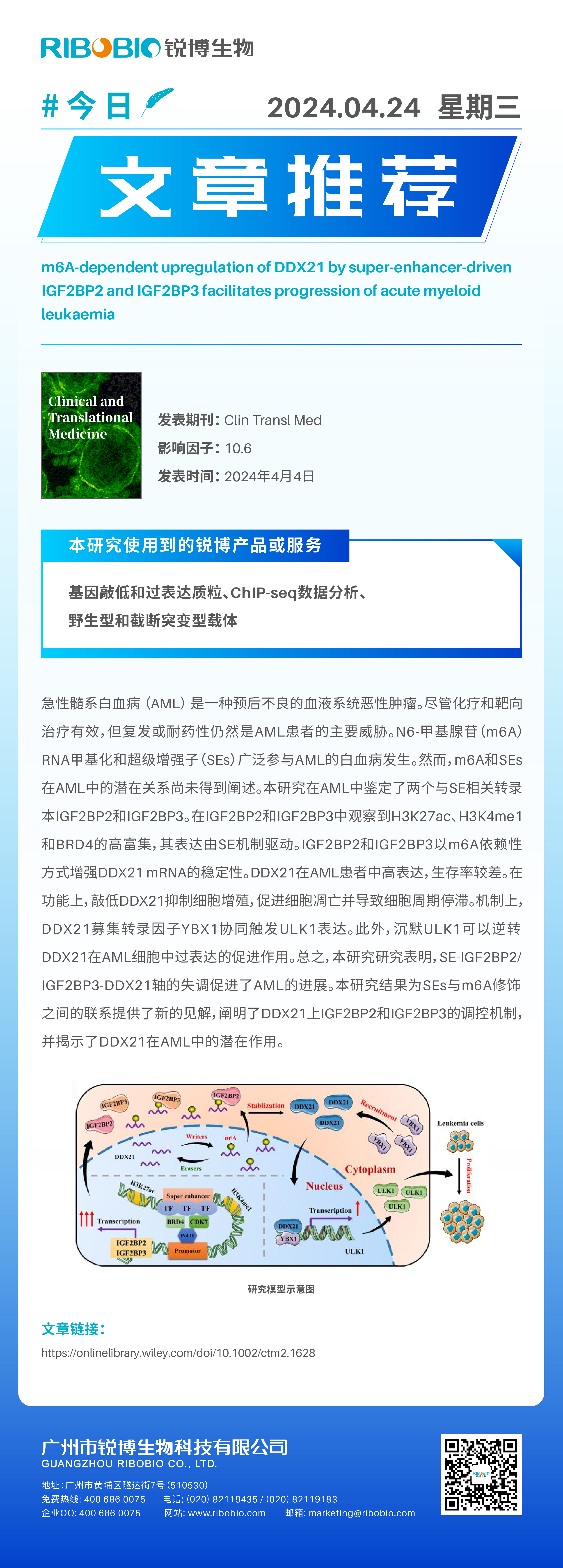 今日文章推荐（IF10.6）丨超级增强子驱动的IGF2BP2和IGF2BP3对DDX21的m6A依赖性上调促进了AML进展