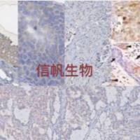 免疫组化实验代测服务