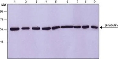 beta Tubulin antibody [D66]