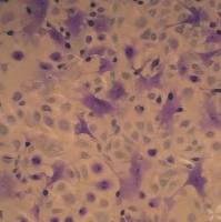 甲苯胺蓝染色服务