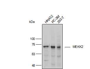 Anti-MEKK2 Polyclonal Antibody