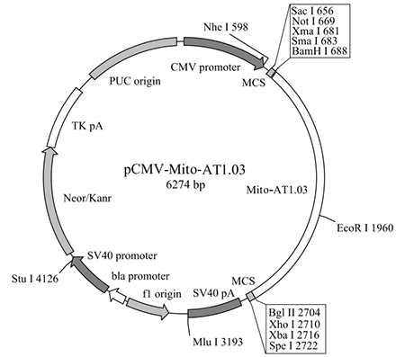 pCMV-Mito-AT1.03 (线粒体ATP荧光探针)
