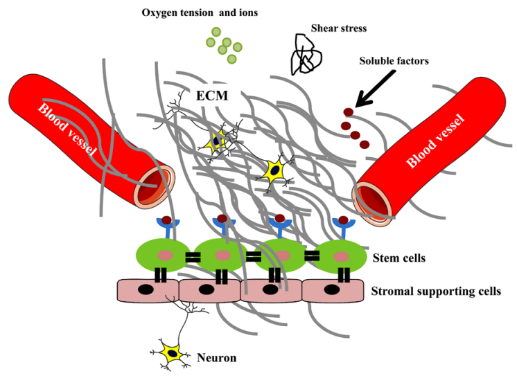 一文详解干细胞培养的细胞外基质
