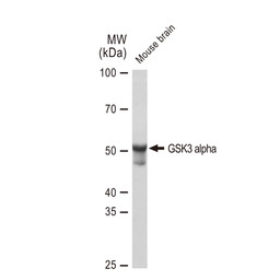 GSK3 alpha antibody [GT1264]