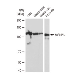 hnRNP U antibody [GT1242]