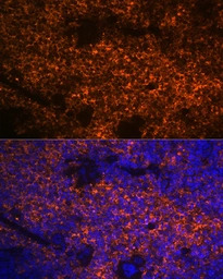 Hemoglobin alpha antibody [GT1
