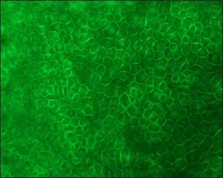 E-Cadherin antibody [DECMA-1]