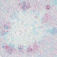 番红 0-固绿软骨染色法