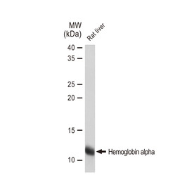 Hemoglobin alpha antibody [GT1