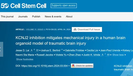 IF=23.9丨Cell Stem Cell：脑类器官揭示创伤性脑损伤的分子机制