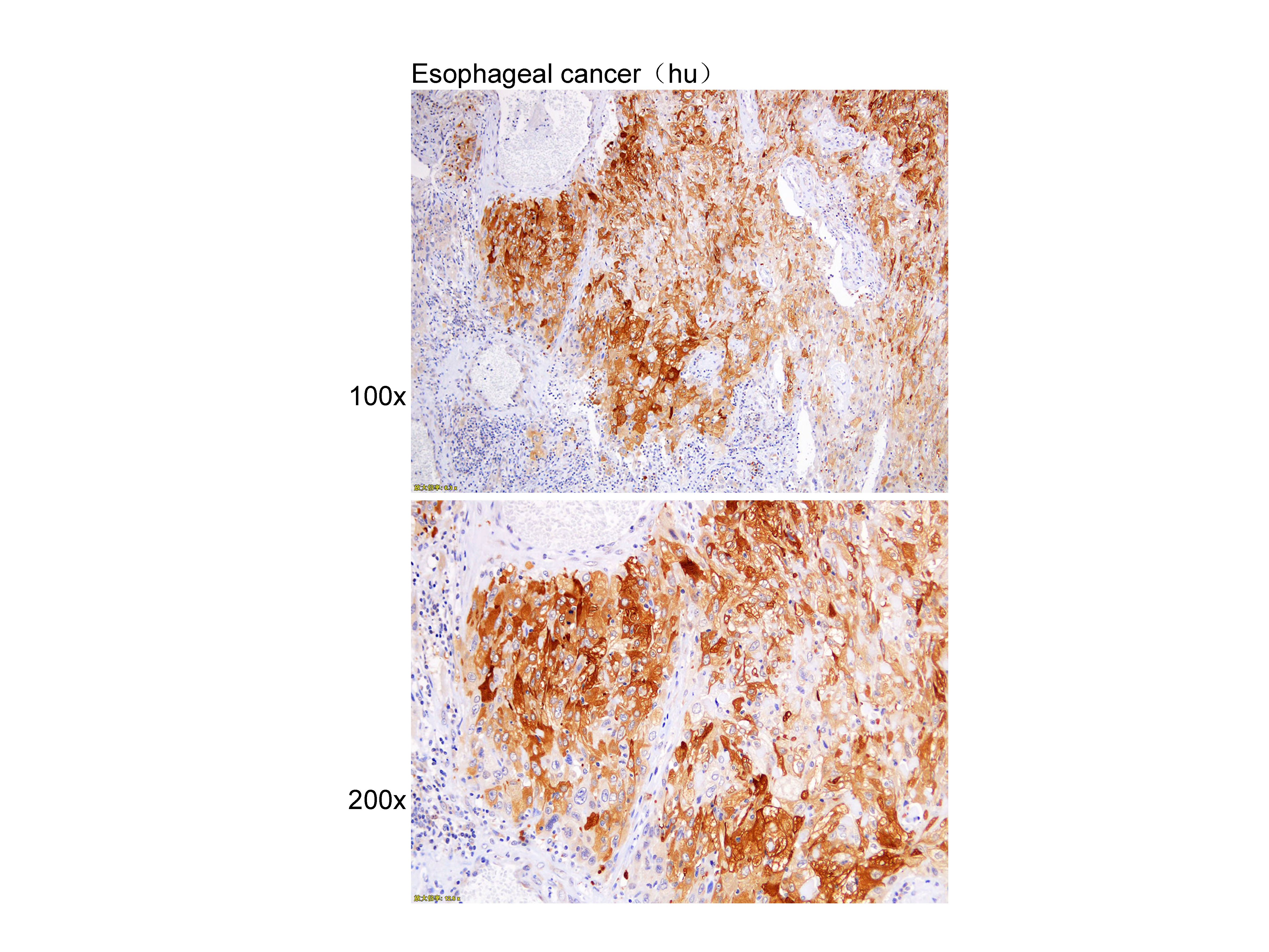 Anti-HSP27 Polyclonal Antibody