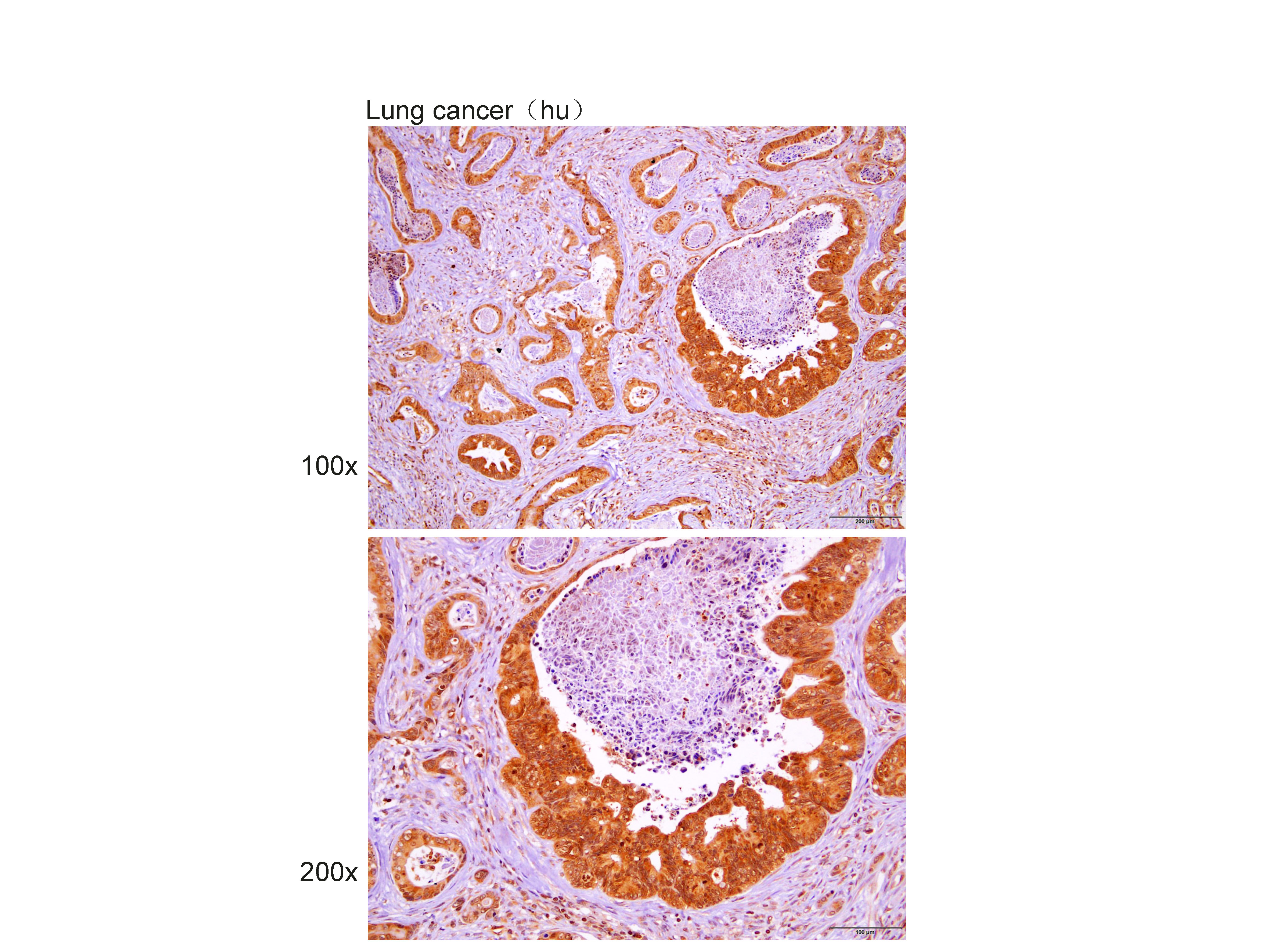 Anti-LKB1 Polyclonal Antibody