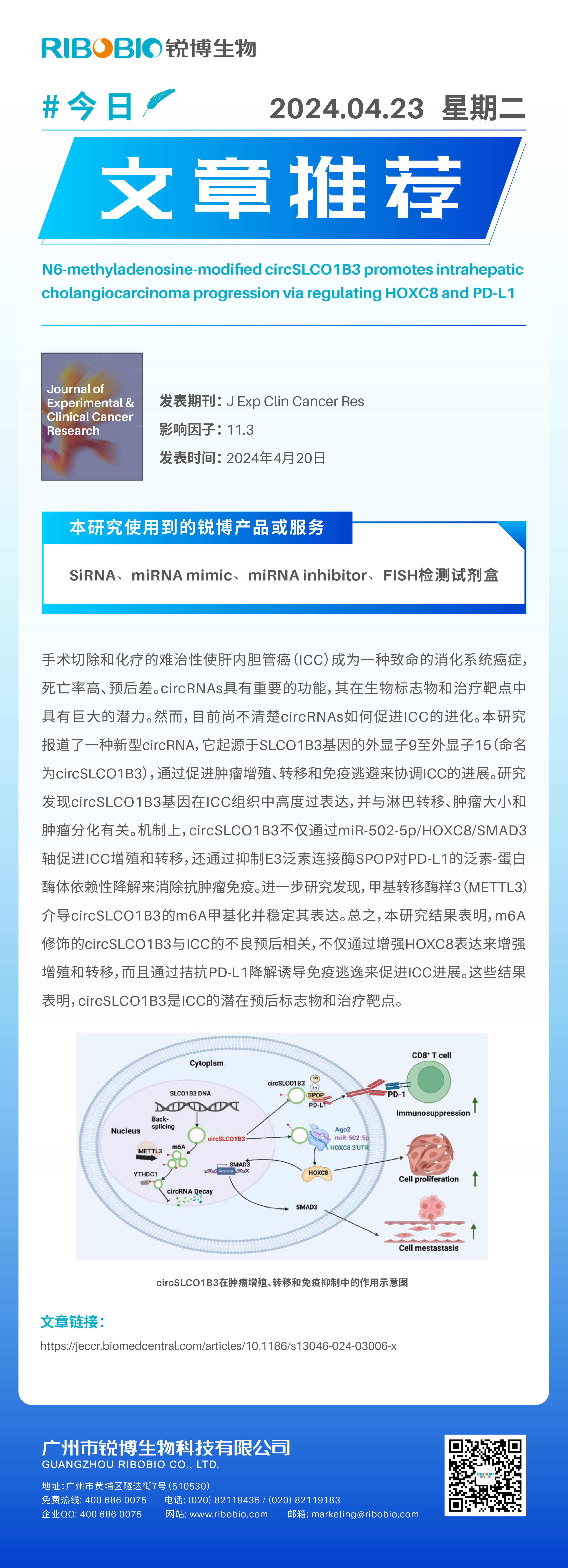今日文章推荐（IF11.3）丨m6A修饰的 circSLCO1B3 通过调节 HOXC8 和 PD-L1 促进ICC进展